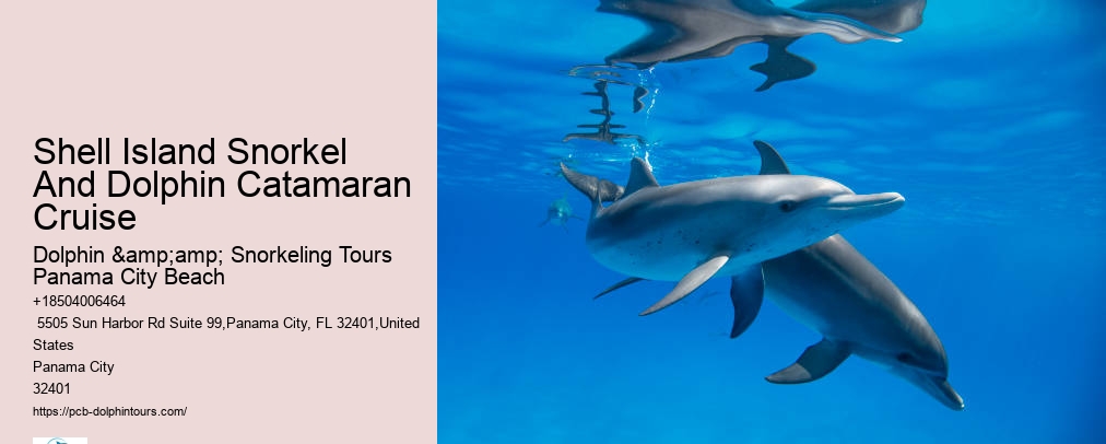 Dolphin And Snorkel Tours Panama City Beach
