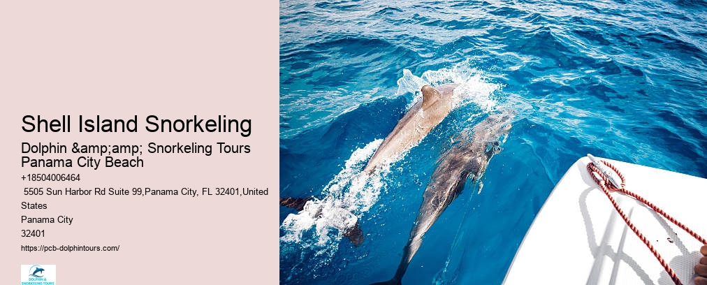Dolphin And Snorkeling Tours Panama City Beach Fl