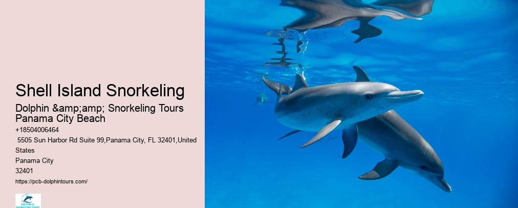 Panama City Beach Dolphin Tour With Snorkeling