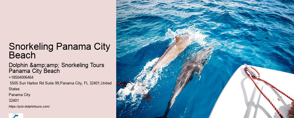 Dolphin Snorkeling Panama City Beach