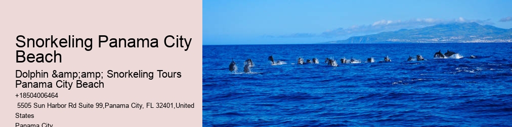 Shell Island Dolphin And Snorkeling Tour