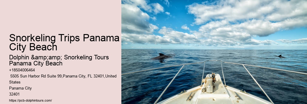Dolphin And Snorkel Tours Panama City Beach Florida
