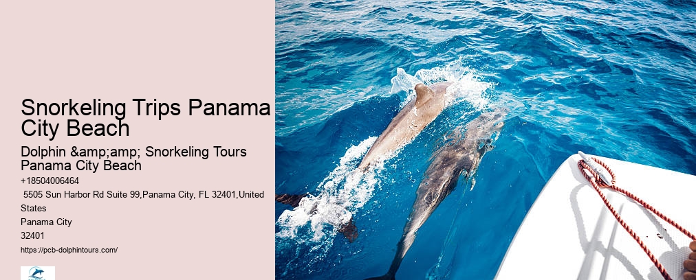 Panama City Beach Shell Island Dolphin And Snorkel Cruise