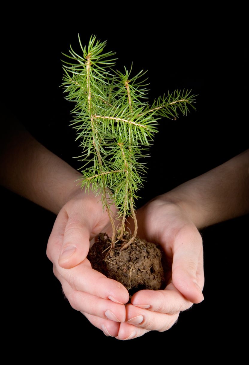 Impact of Soil Contamination on Ecosystems