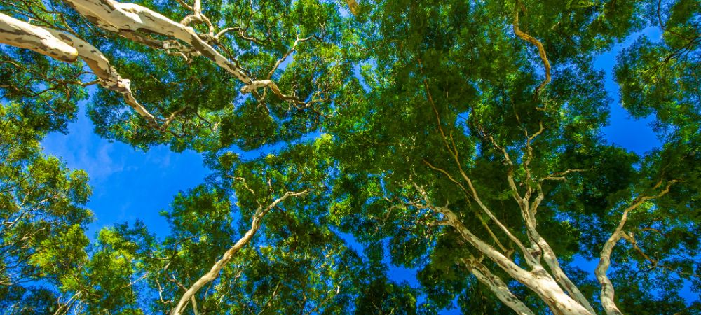 How to Turn Your Home into an Eco-Friendly Haven Without Breaking the Bank