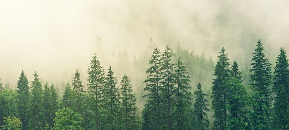 What is Biodiversity and Why Is It Crucial for Ecosystems?