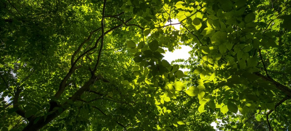 EcoPulse Climate Change Blog