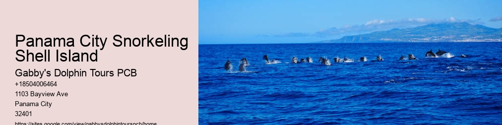 Swim With Dolphins Florida Panama City