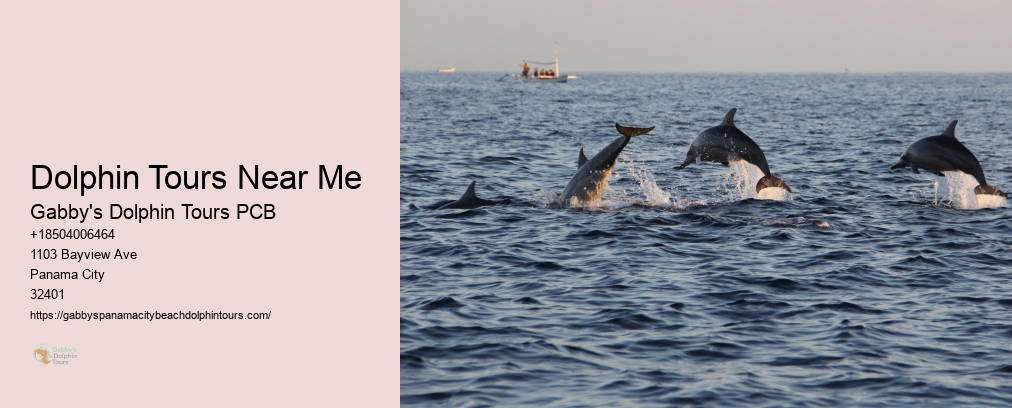 Swim With Dolphins Florida Panama City