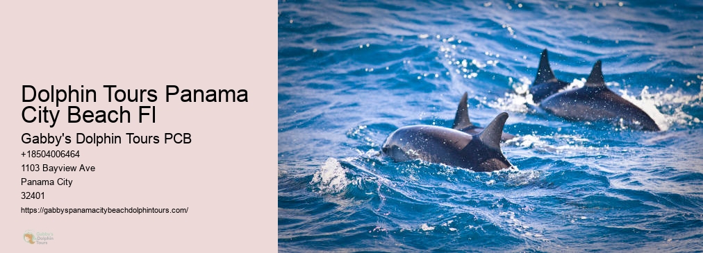 Dolphin Cruise Panama City