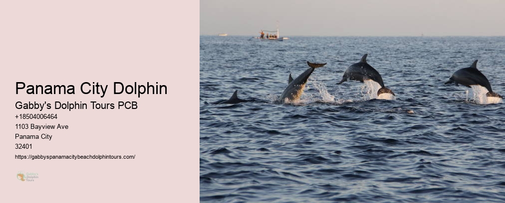 Swim With Dolphins Florida Panama City