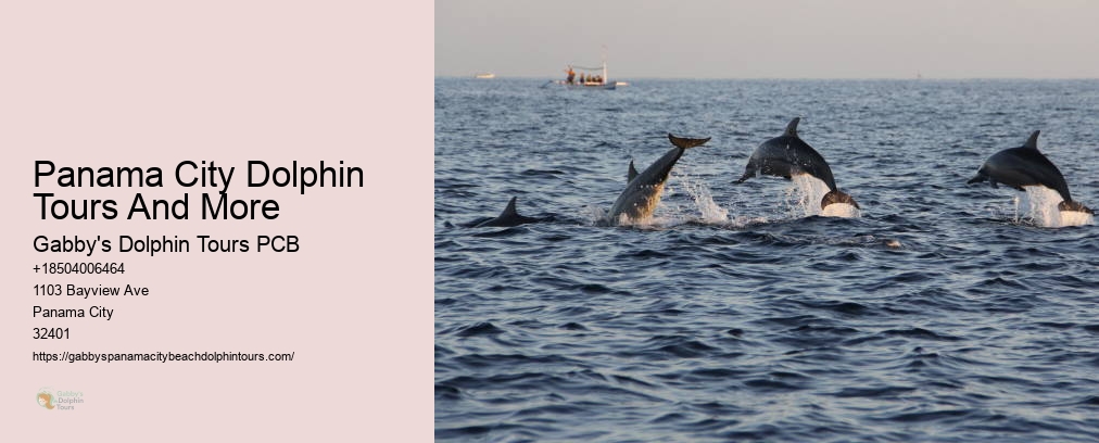 Dolphin Tours Panama City Fl