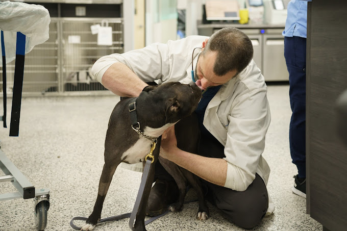 Urgent Care Pet Hospital Pet Vet Emergency Surrey