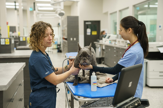 Emergency Vet Services Critical Care Vet Surrey