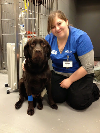 Animal Emergency Hospital 24/7 Pet Vet Emergency Surrey