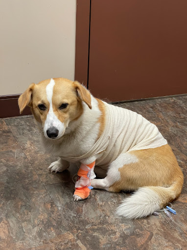 24-Hour Pet Help Broken Bone Pet Emergency Surrey