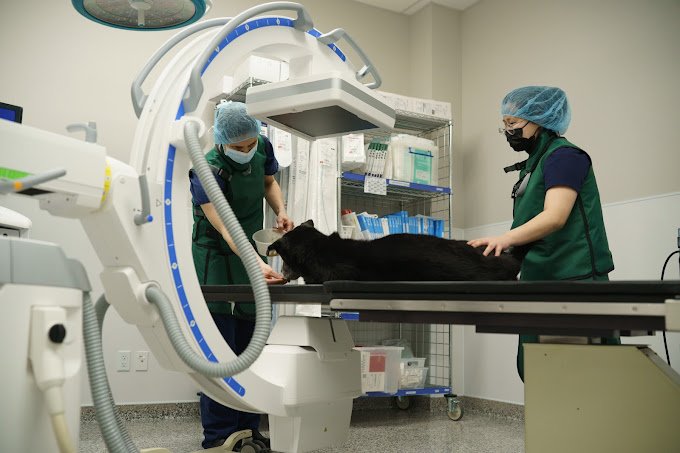 Emergency Vet Services Near Broken Bone Pet Emergency Surrey