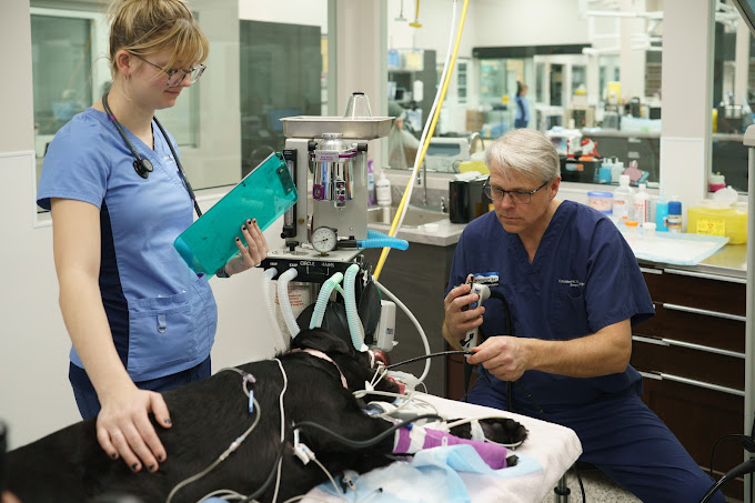 After-hours vet clinic 24-Hour Pet Diagnostics Surrey