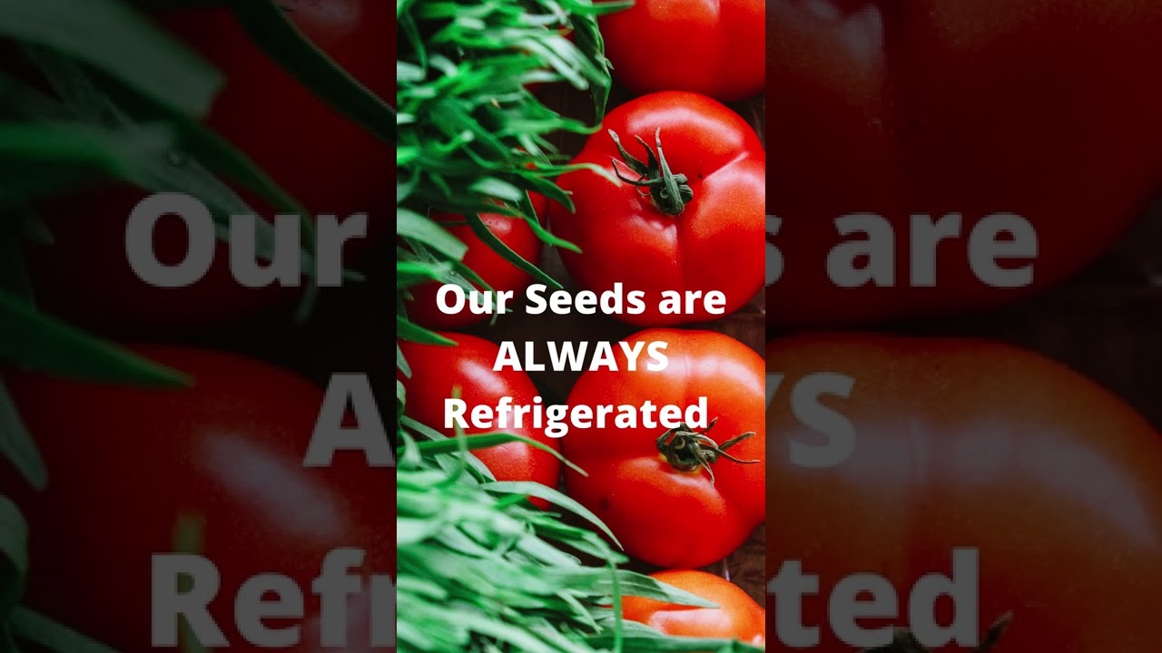 best tasting heirloom tomato varieties