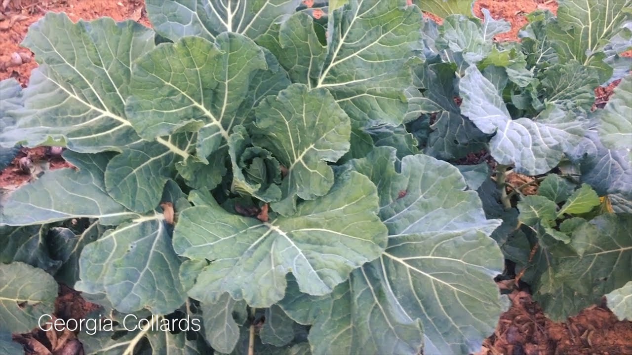 are heirloom seeds perennial