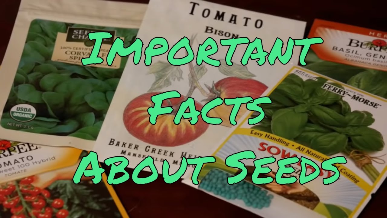 easiest seeds to grow indoors