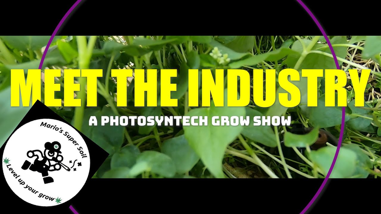 ilgm blueberry auto grow diary