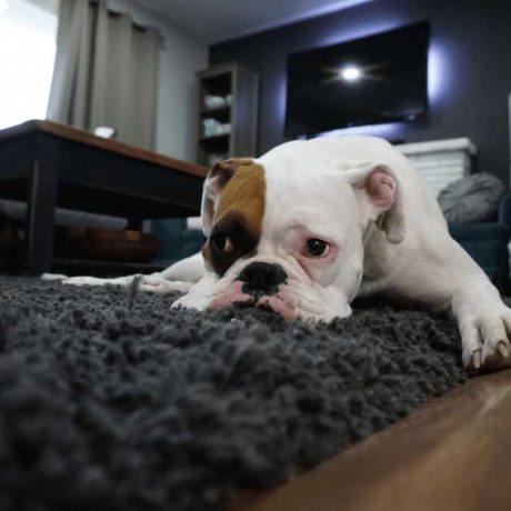 Indoor Air Quality (Iaq)