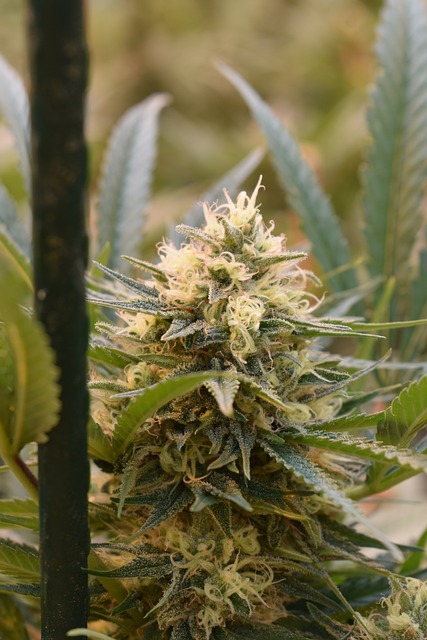 Impacts of Legal Restrictions on Kratom Research and Medical Use