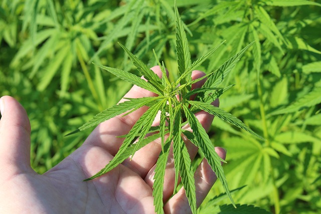 Traditional Medicinal Uses of Kratom in Local Communities