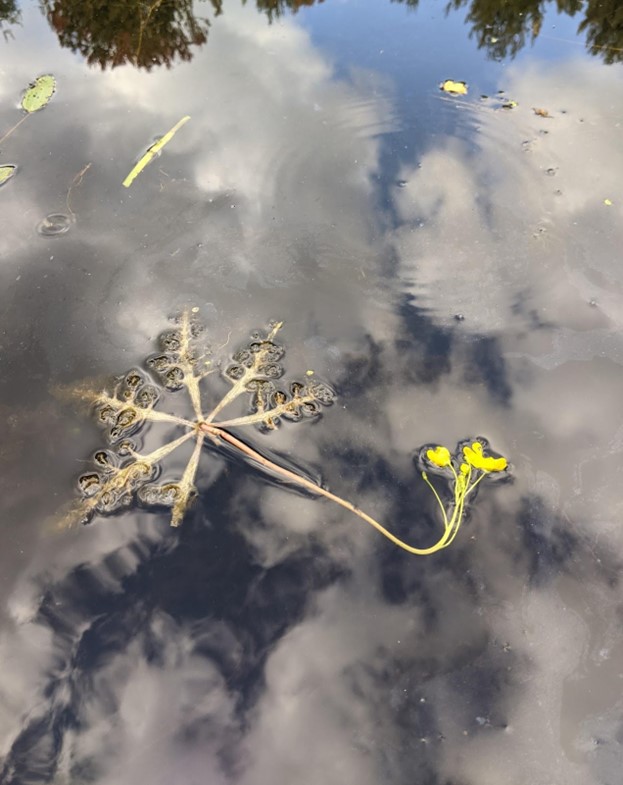 My first sighting of a Swollen Bladderwort, Oct 8, 2021. Lake Arrowhead, York County, ME