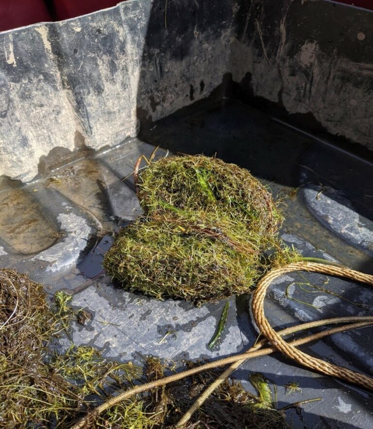 Floating fragments caught on the surface after removal by diver.