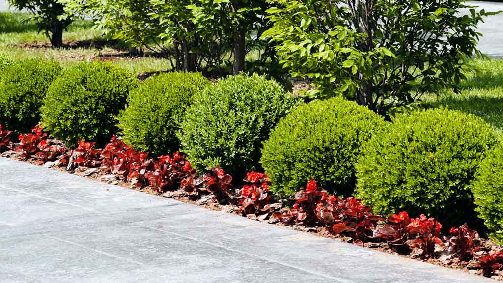 landscaping for dummies