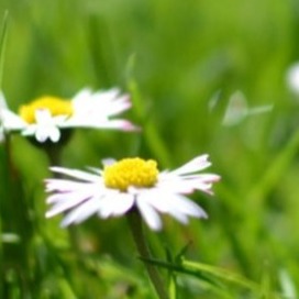 Landscaping Services in Columbia SC