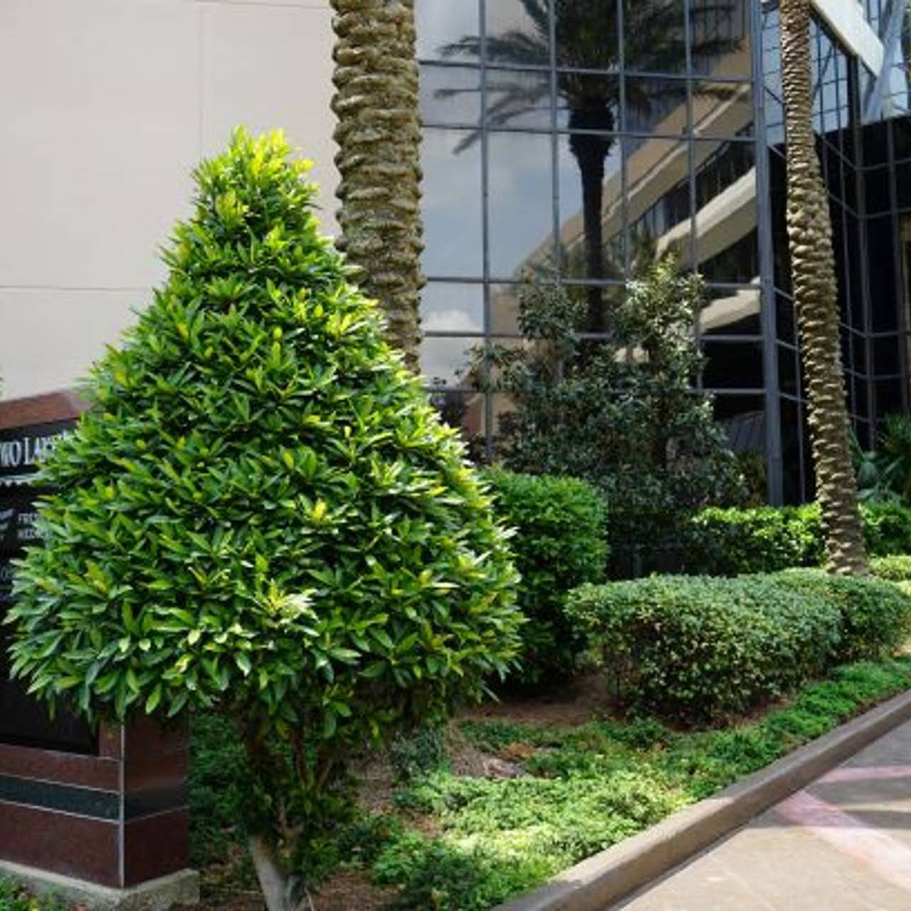 How can I make my landscaping look professional