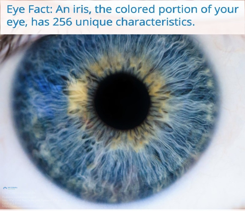 Lasik Surgery