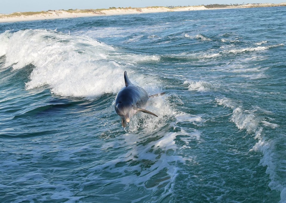 Panama Beach Dolphin Tours Kauai