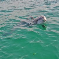 Sunset Dolphin Cruise Panama City Beach