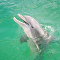 Panama Beach Dolphin Tours Dinner