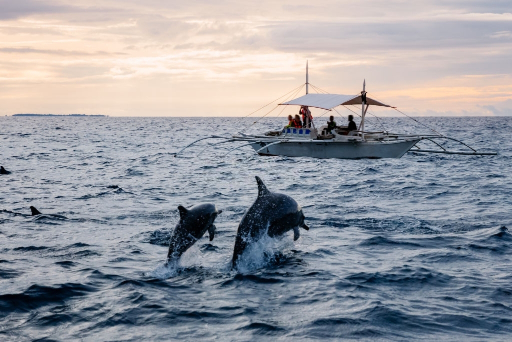 Panama Beach FL Dolphin Tours