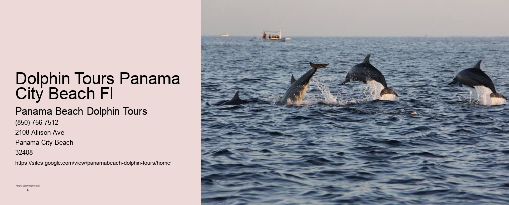 Dolphin Tours Panama City Beach Fl