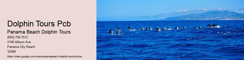 Dolphin Tours Panama City