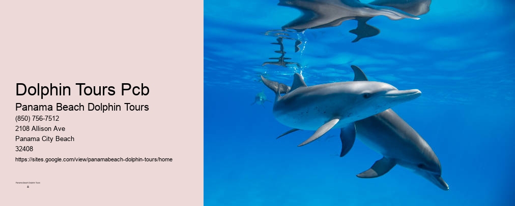 Dolphin World In Panama