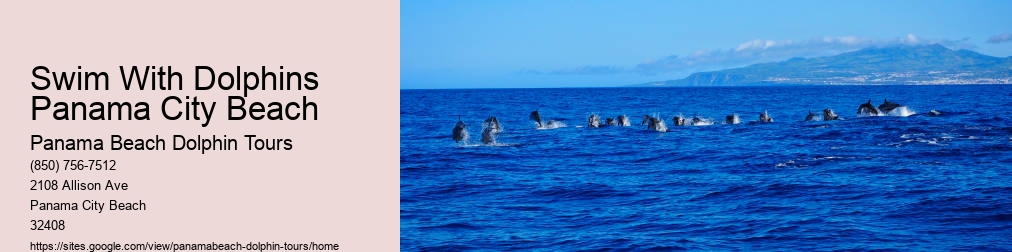 Panama Beach Dolphin Tour Dolphins
