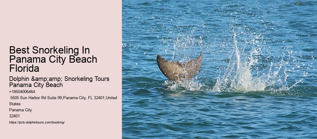 Best Snorkeling In Panama City Beach Florida