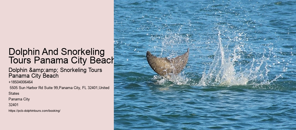 Dolphin And Snorkeling Tours Panama City Beach