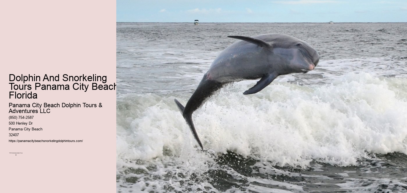 Dolphin & Snorkeling Tours Panama City Beach