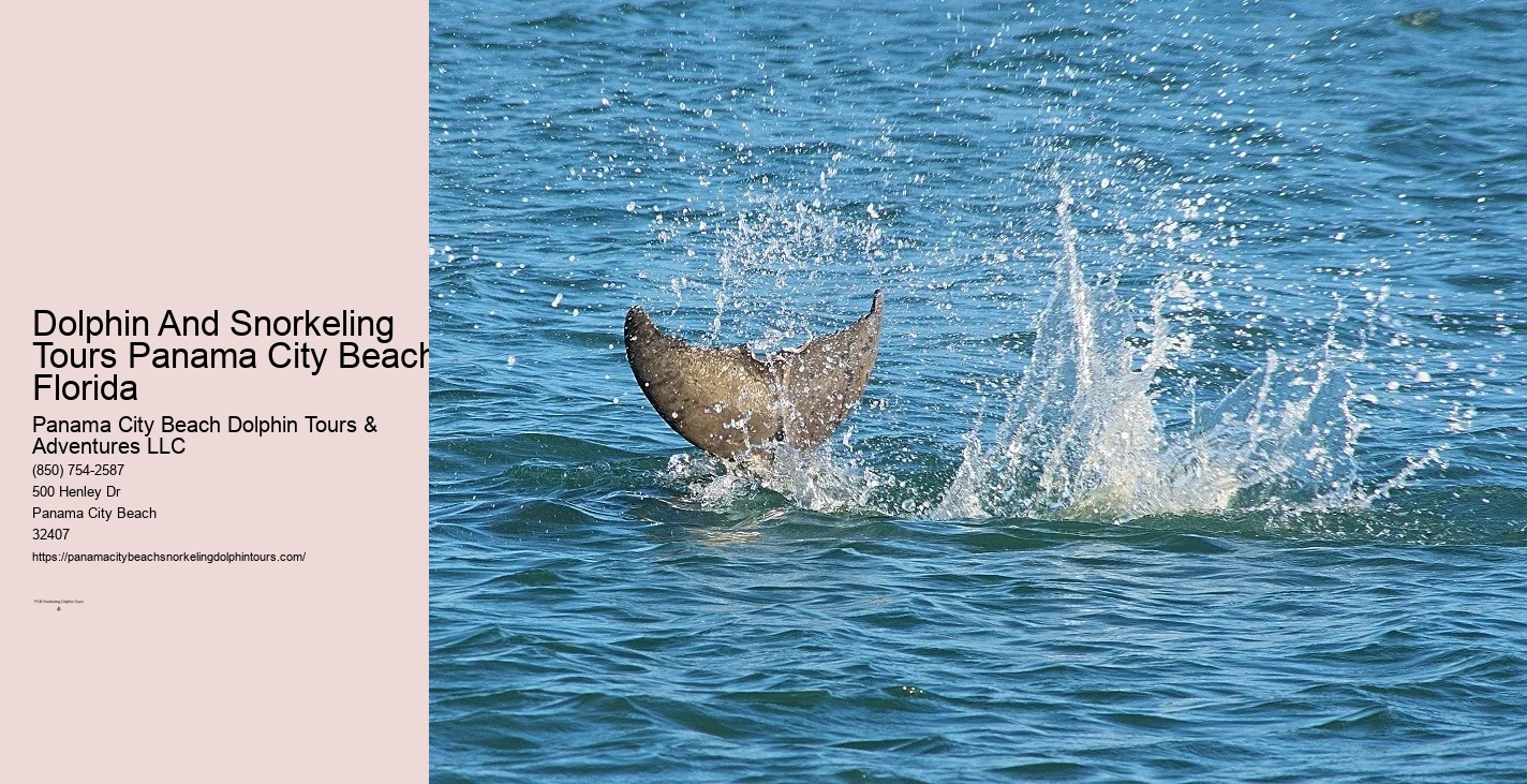 Panama City Beach Dolphin Snorkeling