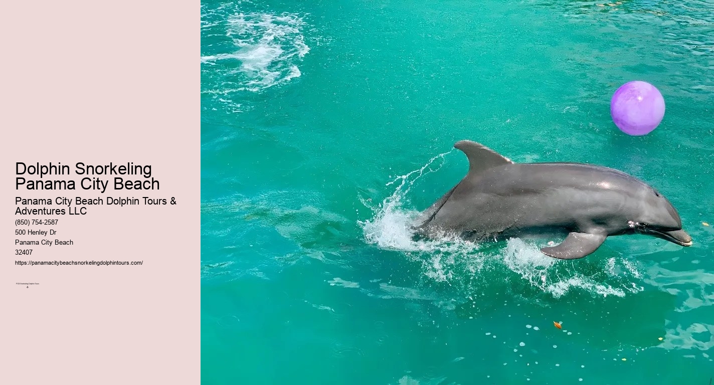 Panama City Beach Shell Island Dolphin And Snorkel Cruise