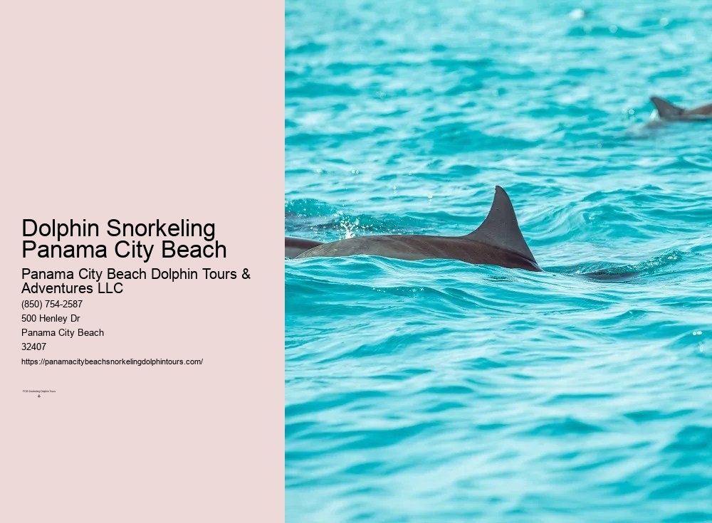 Dolphin And Snorkeling Tours Panama City Beach Fl