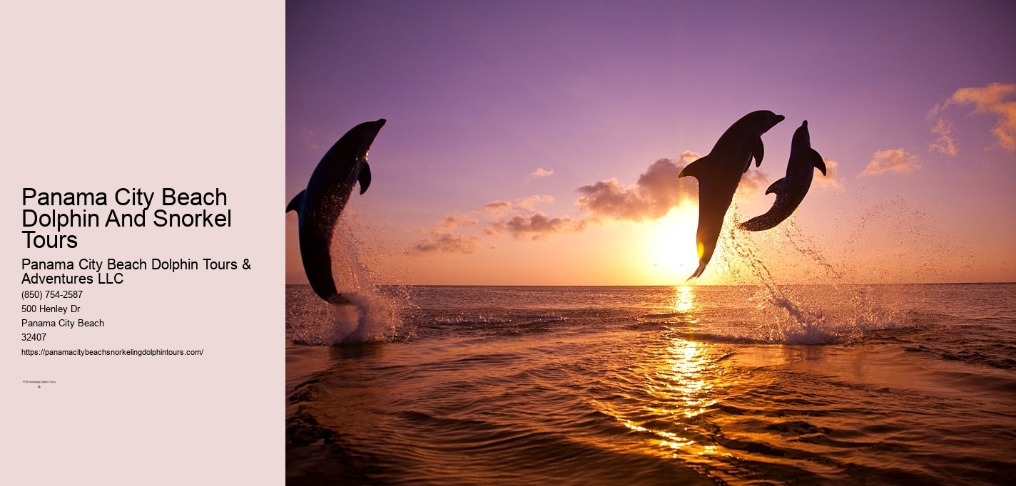 Dolphin Snorkeling Panama City Beach